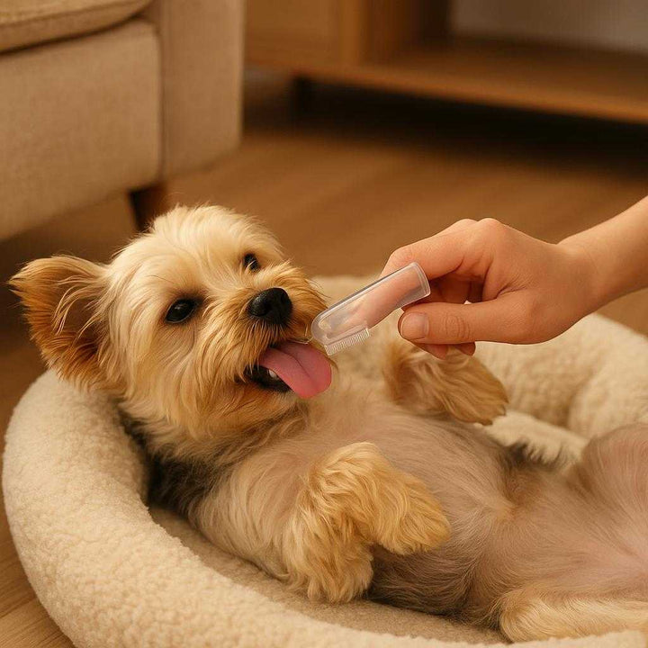Finger Tandbørste i Transparent Silikone - Nem og Skånsom Tandpleje til Baby og Kæledyr: A different realistic living room setting where the finger toothbrush is securely positioned on a soft pet bed, being used by a hand to carefully brush the teeth of a small, well-groomed dog.