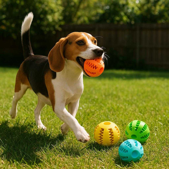 Hundelegetøjsbold i farverig gummi - Ideel til leg, træning og tandrensning - Tilgængelig i 5 farver og 2 størrelser: A realistic backyard setting where the colorful rubber dog toy ball is properly grounded on a grassy lawn, being played with by a happy dog in motion, with natural sunlight casting realistic shadows and showing clear contact points where the product touches the grass.